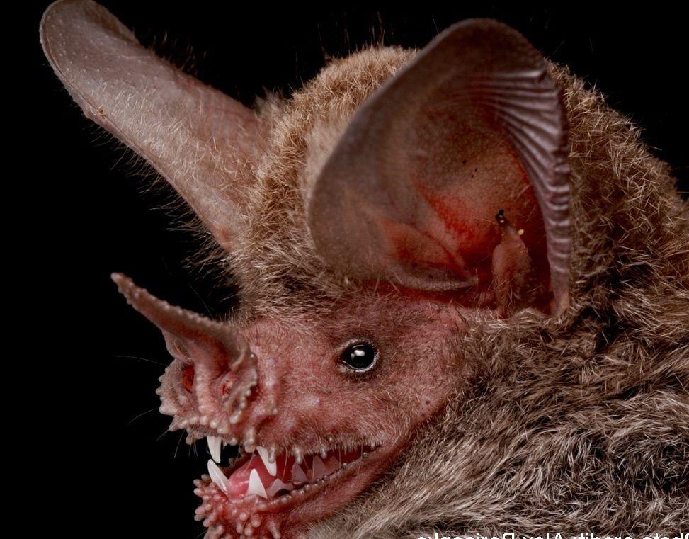 Vampire Bat Face Logo - Vampire Bat Face Picture on Animal Picture Society