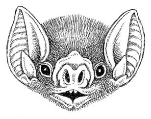 Vampire Bat Face Logo - Natural History Magazine