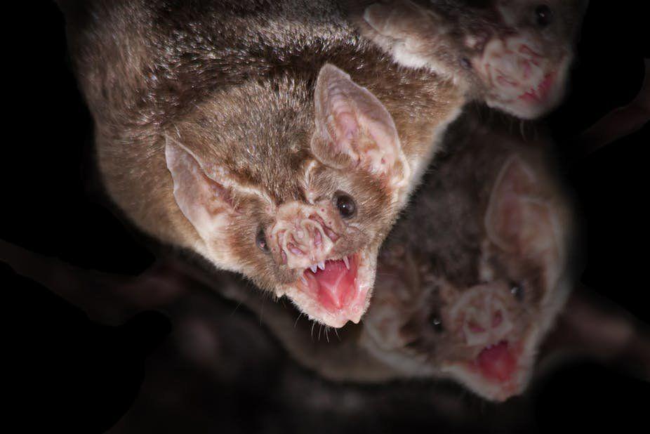Vampire Bat Face Logo - Five vampire traits that exist in the natural world