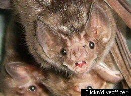 Vampire Bat Face Logo - Vampire Bats