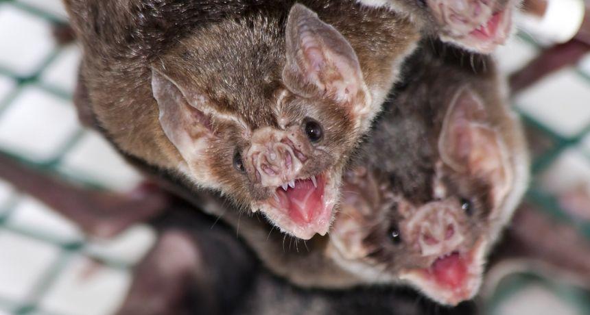 Vampire Bat Face Logo - Vampires' gift of 'blood honey' | Science News for Students