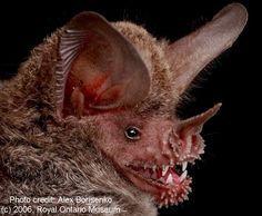 Vampire Bat Face Logo - best vampire bat image. Happy halloween, Places