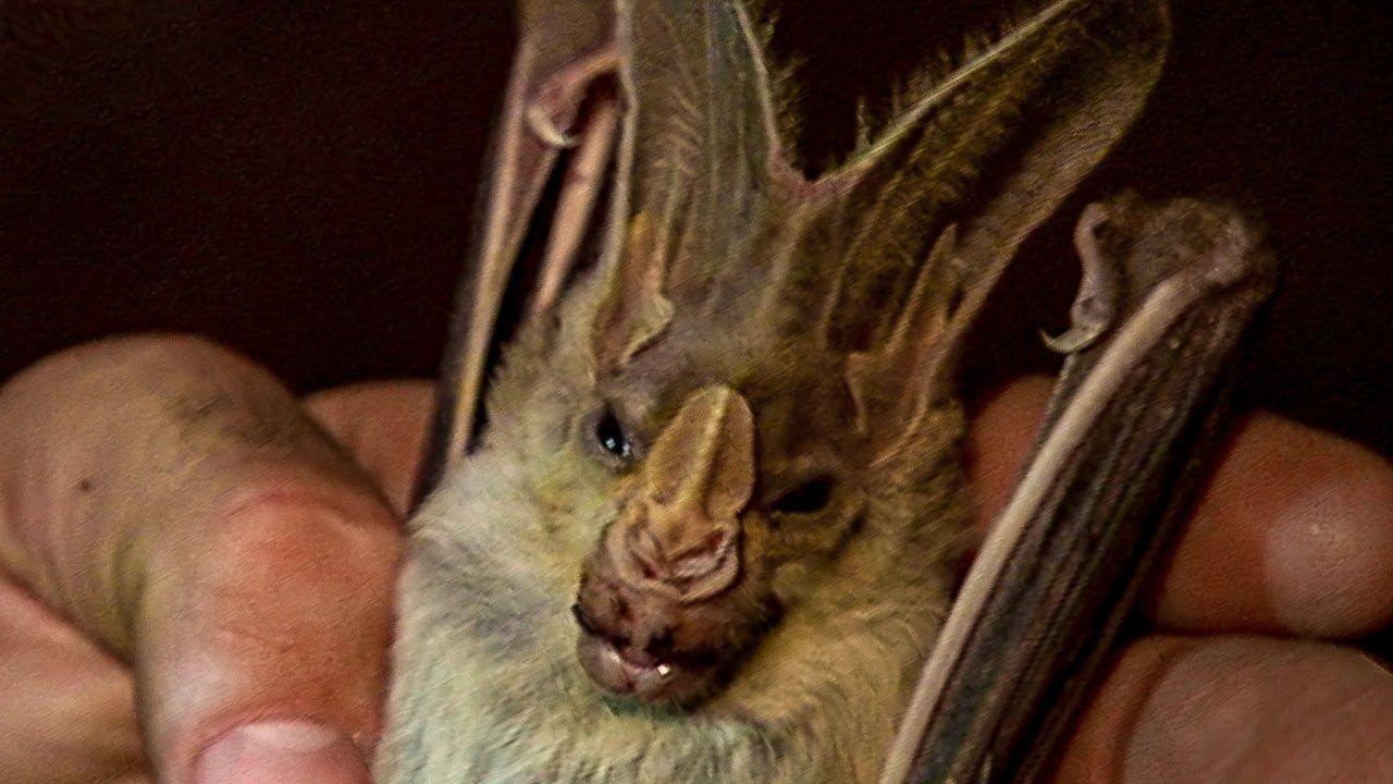 Vampire Bat Face Logo - Face to Face with a Ghost Bat | Deadly 60 | Earth Unplugged - YouTube