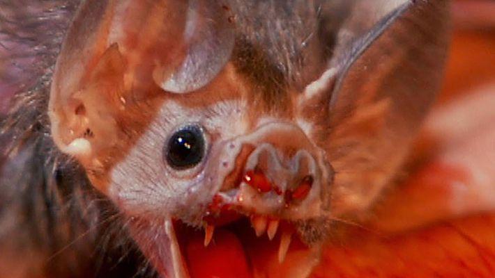 Vampire Bat Face Logo - Beware, Vampire bats develop taste for human blood