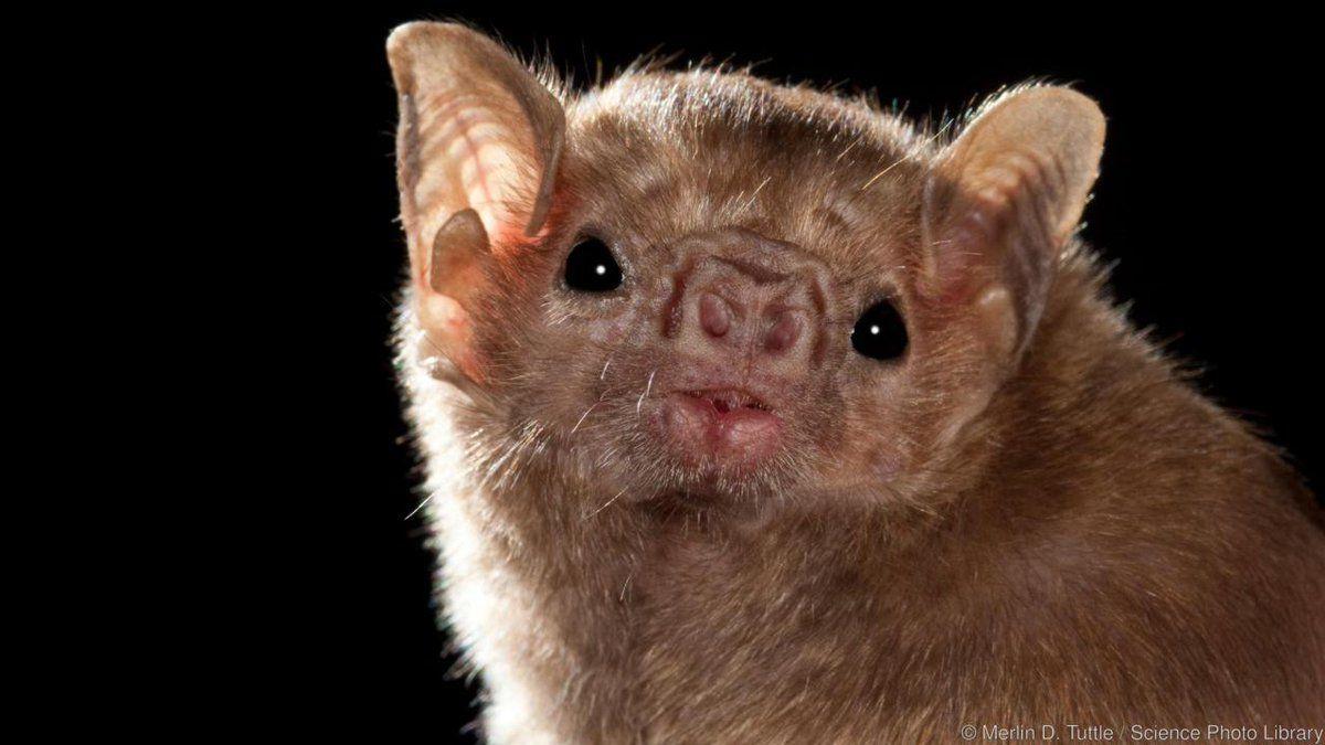 Vampire Bat Face Logo - Kaeli Swift, PhD on Twitter: 
