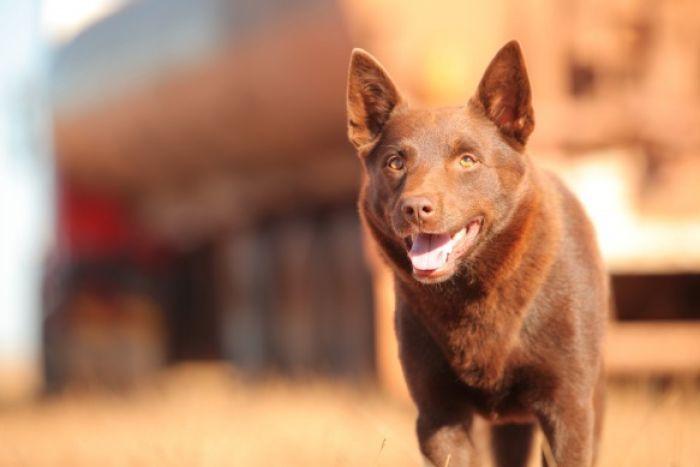 Old Red Dog Logo - Red Dog star Koko dies (Australian Broadcasting Corporation)