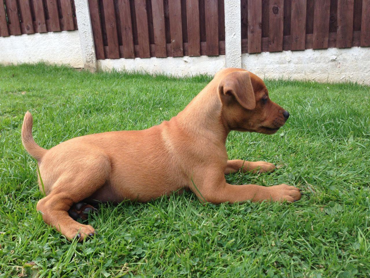 Old Red Dog Logo - Red Dog Patterdale Terrier 9week old. Sheffield, South Yorkshire