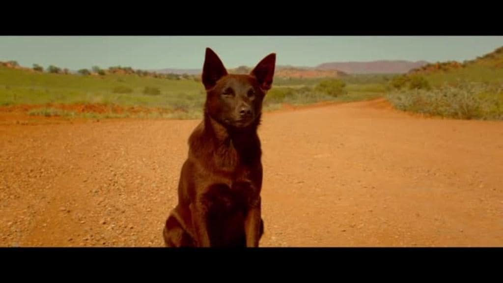 Old Red Dog Logo - Red Dog True Blue: Phoenix the Kelpie gets movie star treatment ...