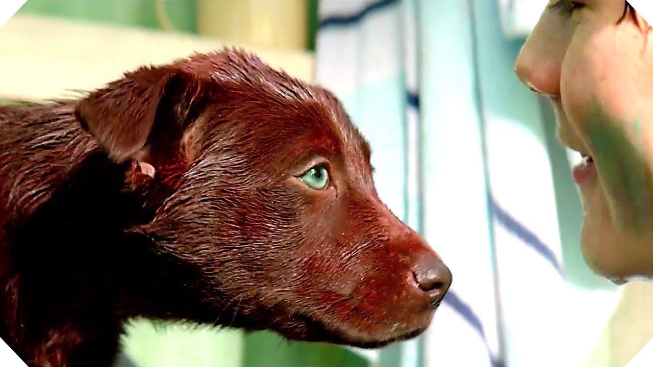 Old Red Dog Logo - RED DOG: TRUE BLUE Trailer (Dog Movie, Family - 2016) - YouTube