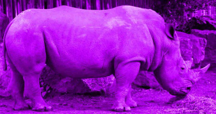 Purple Rhino Logo - 7 lesbian facts that you may not know of | Lesbian News