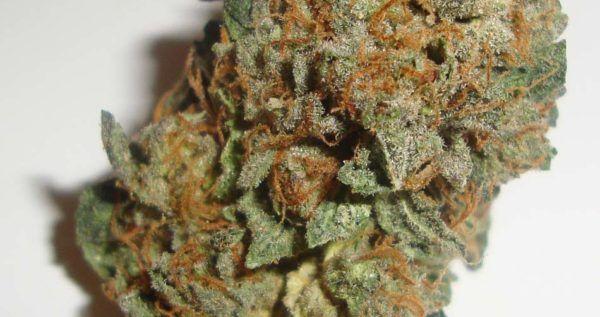 Purple Rhino Logo - Purple Rhino Strain Review - I Love Growing Marijuana