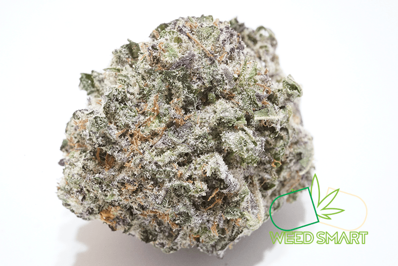 Purple Rhino Logo - Buy Purple Rhino Online - WeedSmart Weed Delivery