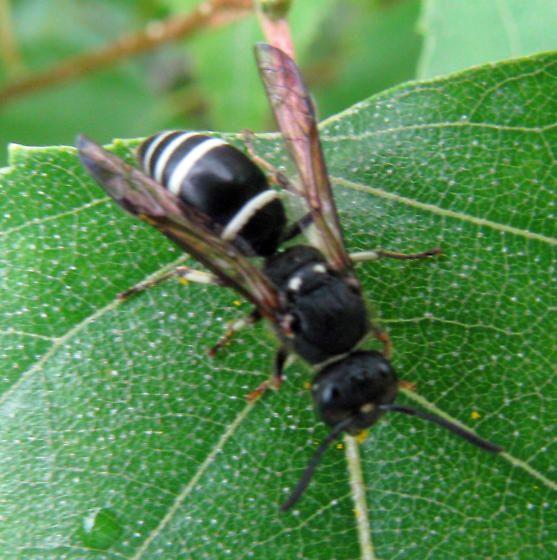 Black and White Hornets Logo - Black and white hornet - Ancistrocerus - BugGuide.Net