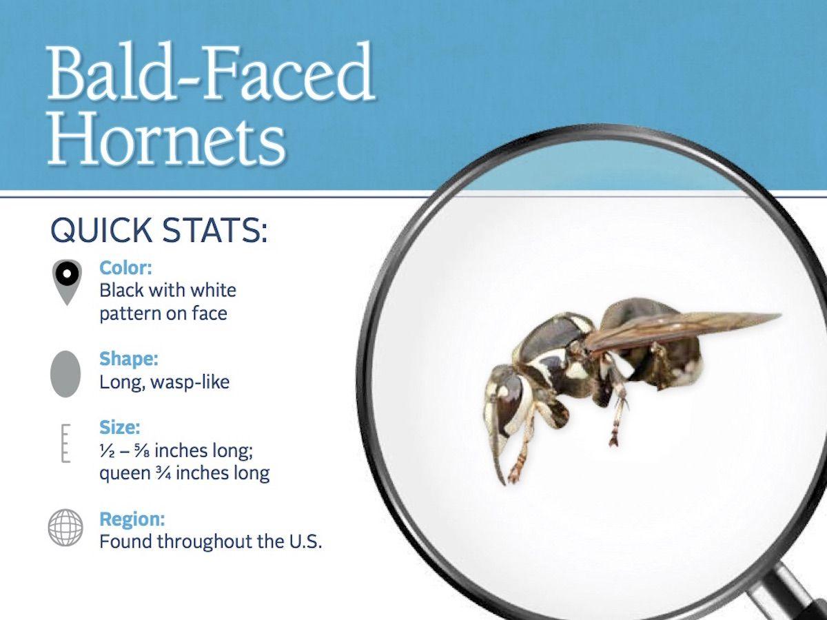 Black and White Hornets Logo - Bald-Faced Hornet - Information, Photos, & Hornet Stings