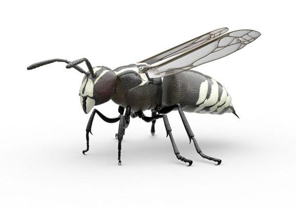 Black and White Hornets Logo - Hornets | Raid® Bug ID | Raid® brand | SC Johnson