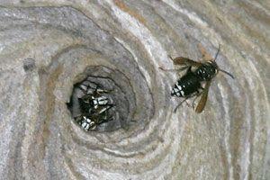 Black and White Hornets Logo - Bald Faced Hornet Facts