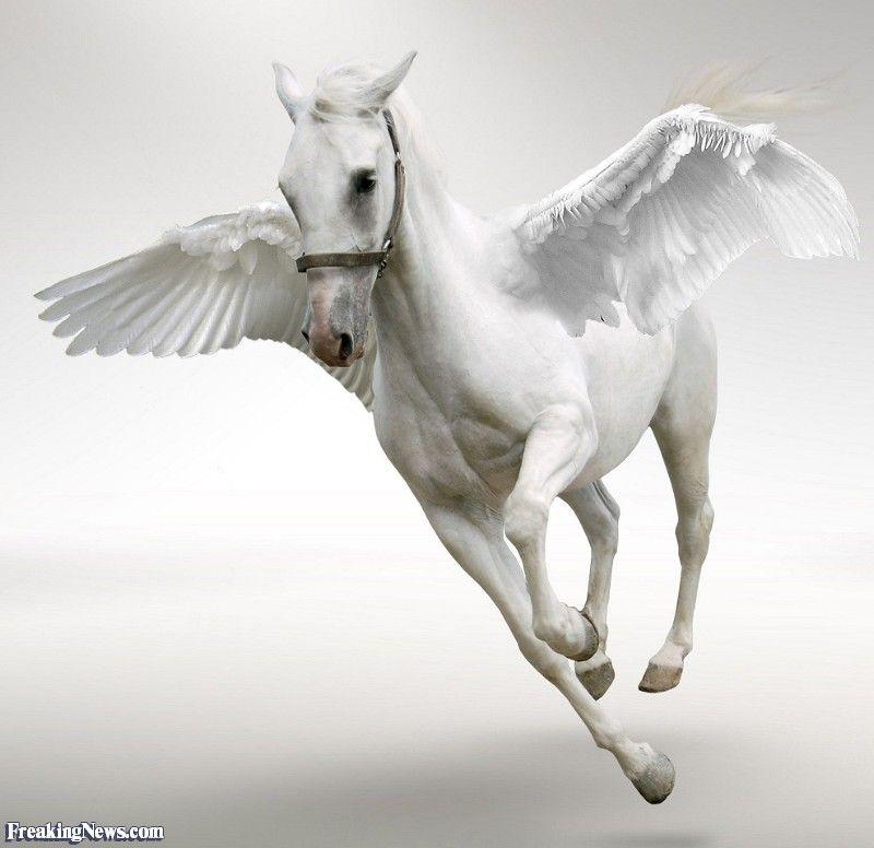 Flyong White Horse Logo - White Flying Horse Picture