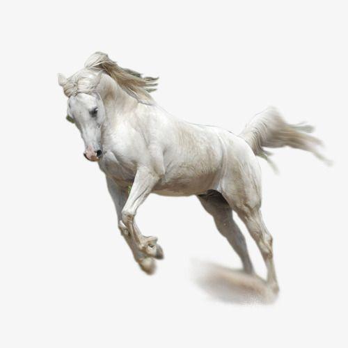 Flyong White Horse Logo - Flying White Horse, Horse Clipart, Whitehorse, Horse PNG Image