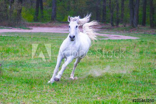 Flyong White Horse Logo - white horse with flying mane and tail flies across the field against ...