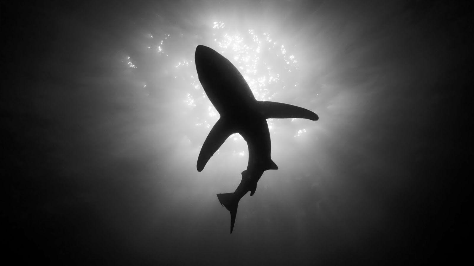 Black and White Shark Logo - Black And White Animal Photography Black and white shark animals ...