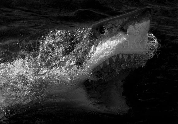Black and White Shark Logo - Mark Enarson Images | Sharks in Black and White | Photo 21