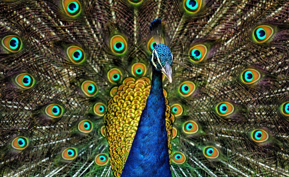 Rainbow Peacock Logo - Peafowl