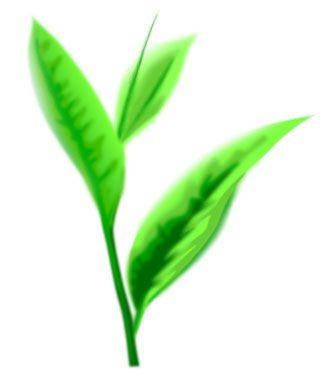 Green Tea Leaf Logo - Green Tea Leaves Artwork