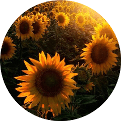 Sunflower Circle Logo