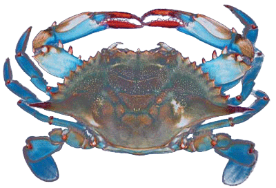 Maryland Crab Logo - Maryland Crab Industry Nervous About H 2B Visa Situation, Can't Take
