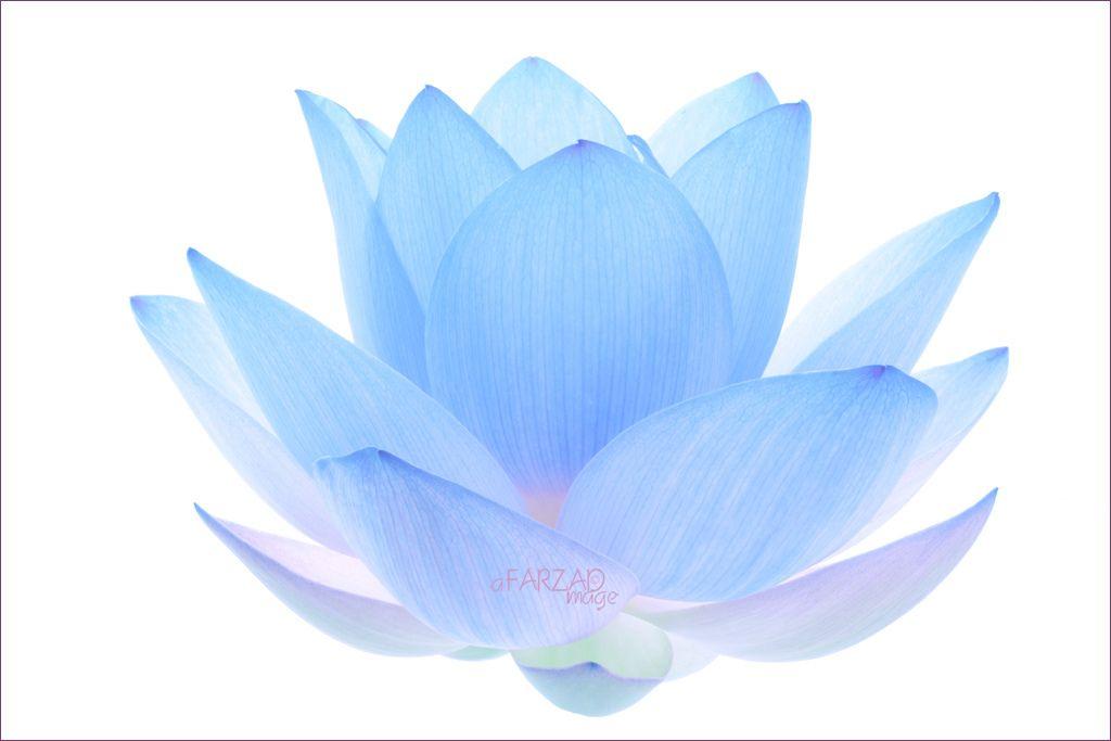 Blue Lotus Flower Logo - Blue Lotus Flower | Blue Lotus Flower - IMG_5771-1-b-1000s | Bahman ...