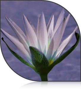 Blue Lotus Flower Logo - Blue Lotus SIDC – Our Logo