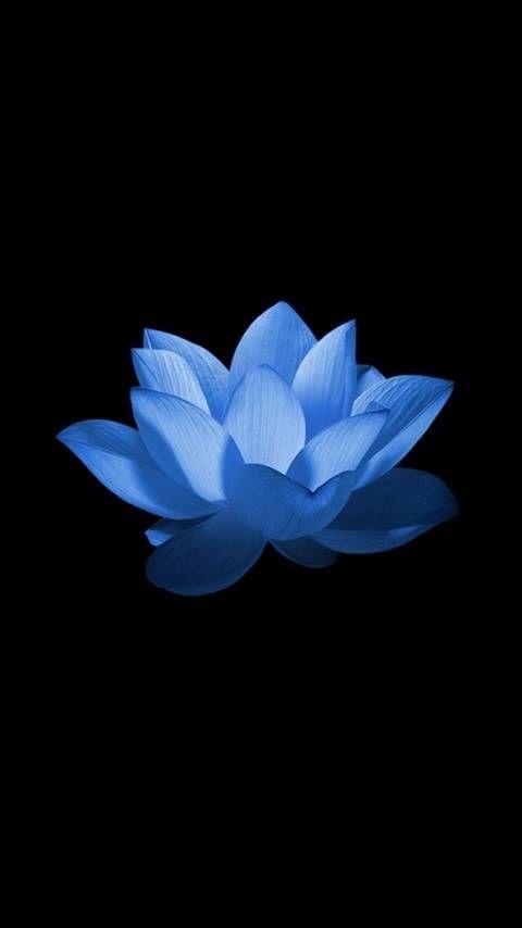 Blue Lotus Flower Logo - Blue Lotus Flower Wallpaper by __BlueAngel__ - 23 - Free on ZEDGE™