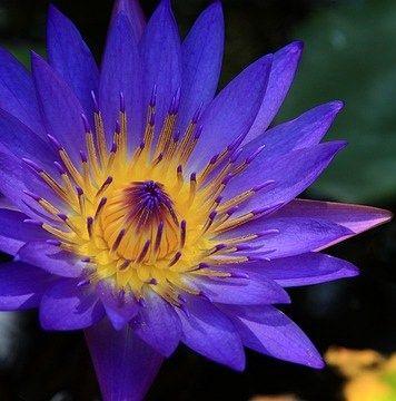 Blue Lotus Flower Logo - Blue Lotus: The Ancient Egyptian Dream Flower