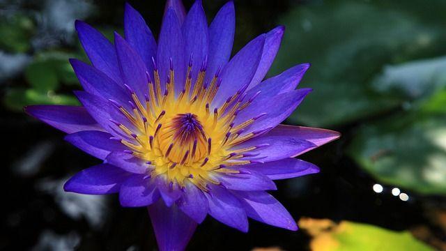 Blue Lotus Flower Logo - Blue Lotus: The Egyptian Dream Flower That Can Open Your Mind