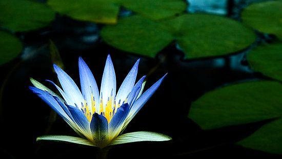 Blue Lotus Flower Logo - BLUE LOTUS EXTRACT 100:1