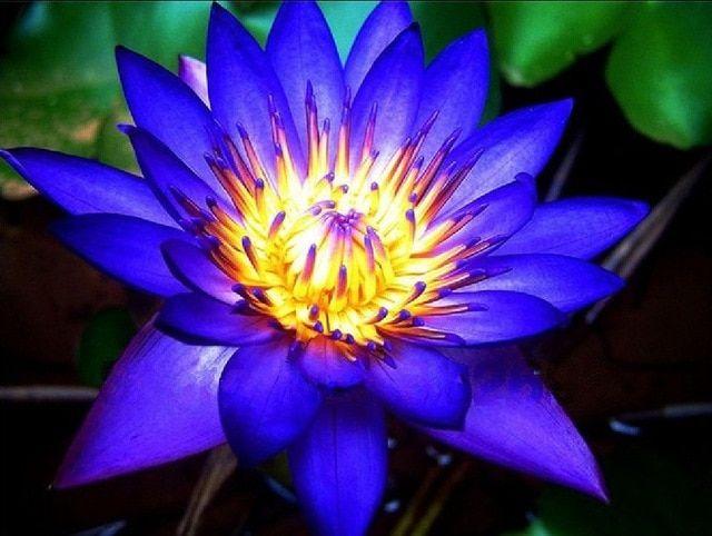 Blue Lotus Flower Logo - 20 Seeds ( Bei jing) Blue Lotus Flower * Sapphire * Heirloom * High ...