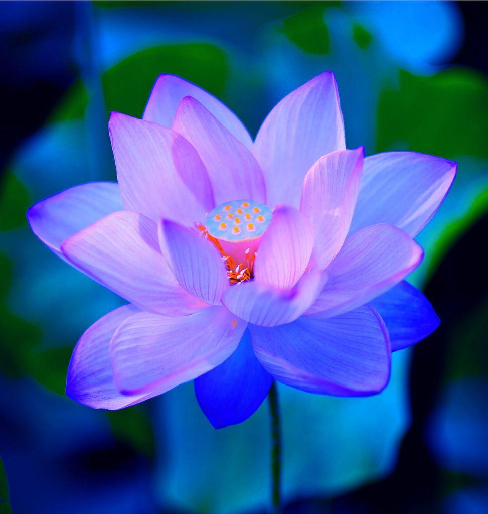 Blue Lotus Flower Logo - Pink Blue Lotus | 7thandLotus | Flowers, Lotus, Blue lotus