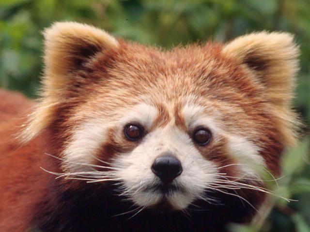 Animal with a Red and White Triangle Logo - Red Panda