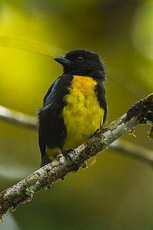 Black and Gold Bird Logo - Black-and-gold tanager