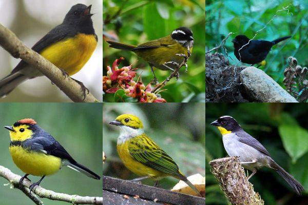 Black and Gold Bird Logo - Birds Wearing Black-n-Gold | Outside My Window