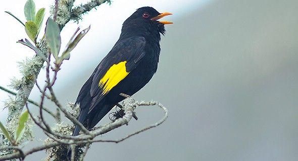 Black and Gold Bird Logo - Black-and-gold Cotinga - Introduction | Neotropical Birds Online