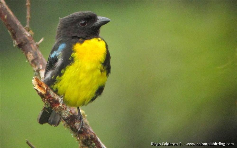 Black and Gold Bird Logo - Black-and-gold Tanager (Bangsia melanochlamys) videos, photos and ...