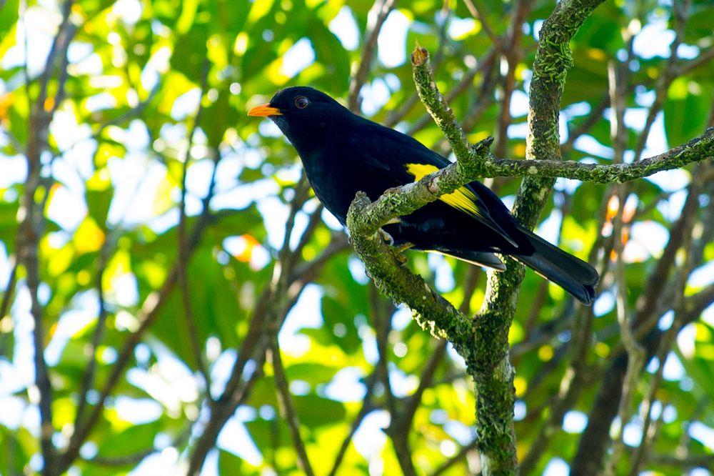 Black and Gold Bird Logo - Black-and-gold cotinga