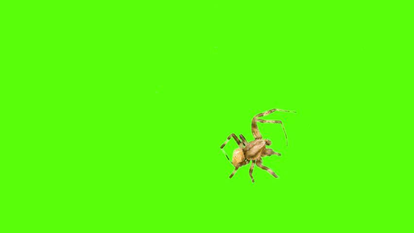 Green Spider Logo - Green screen logo Footage #