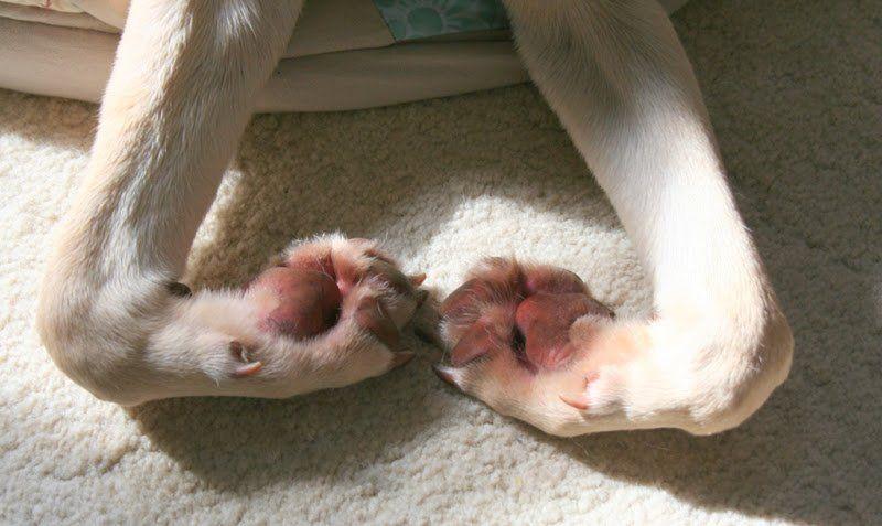 Red Dog Paw Logo - Why Do Dogs Chew on Their Paws? | The Dog People by Rover.com
