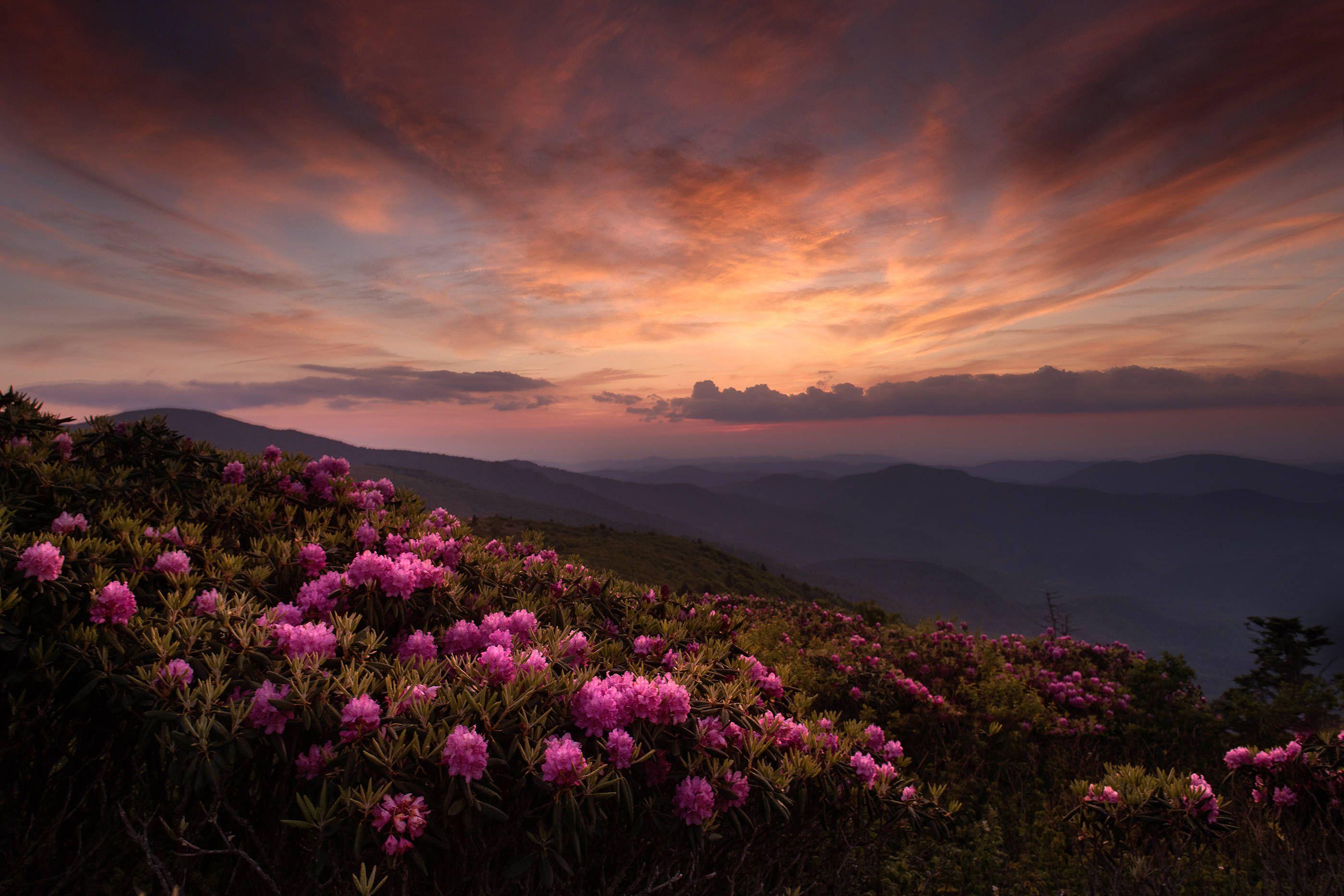Pink and Blue Light Mountains Logo - Pink Sunset Mountain Sunset Blue Ridge Mountains Roan