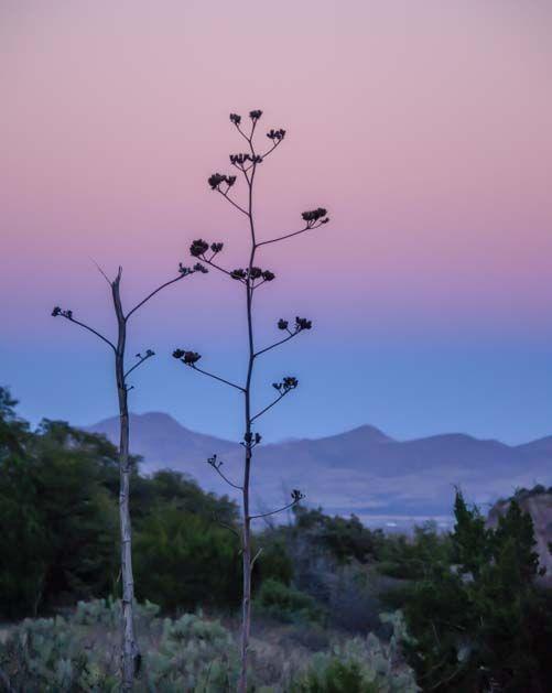Pink and Blue Light Mountains Logo - Dear Deer in Arizona's Chiricahua Mountains | Our Latest Blog Posts ...
