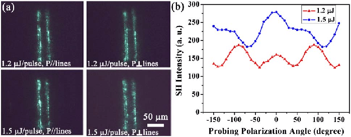 Two Lines Two Red and Blue U Logo - Color online) (a) Second-harmonic microscopy images of two lines in ...