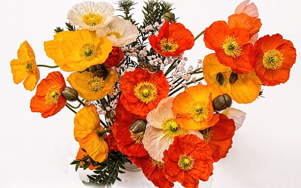 Red White Yellow Flower Logo - Picture Red Yellow Flowers Poppies Closeup White background