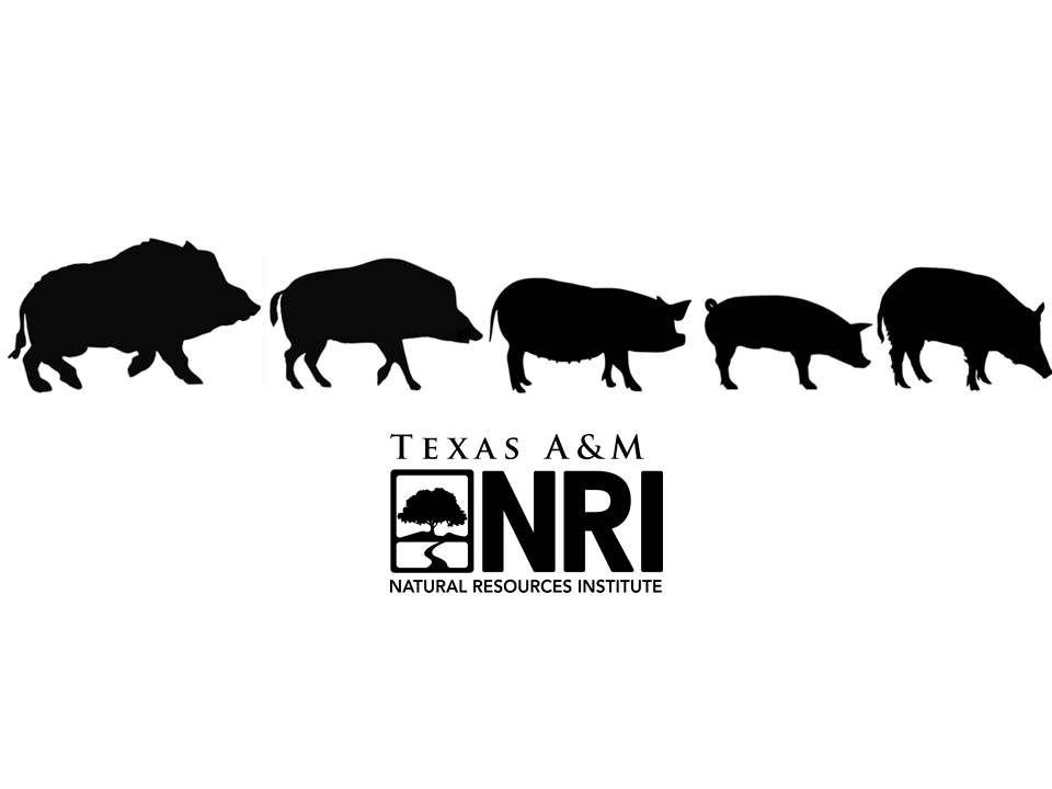 Hog Face Logo - On the Origin of (the Wild Pig) Species | Wild Wonderings